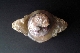 CHINESE-ART JADE CENSER 19th 15 cm.foto 4