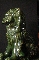 CHINESE FOO DOG ceramic green-glazed 20th 58 cm. foto 4